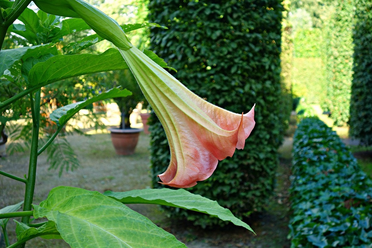 coltivare la Brugmansia