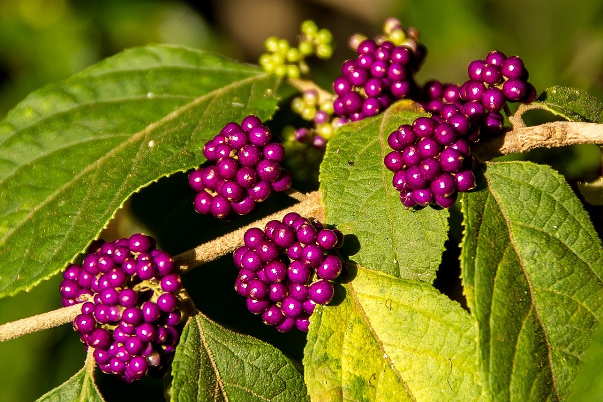 coltivare la Callicarpa