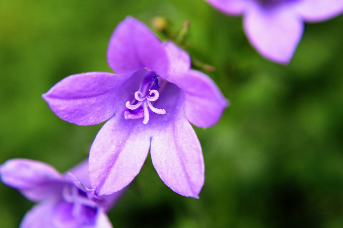 coltivare la Campanula muralis