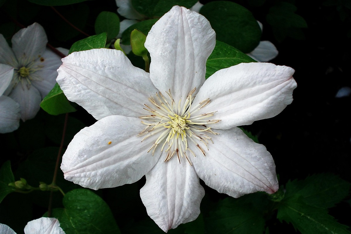 coltivare la Clematis armandii