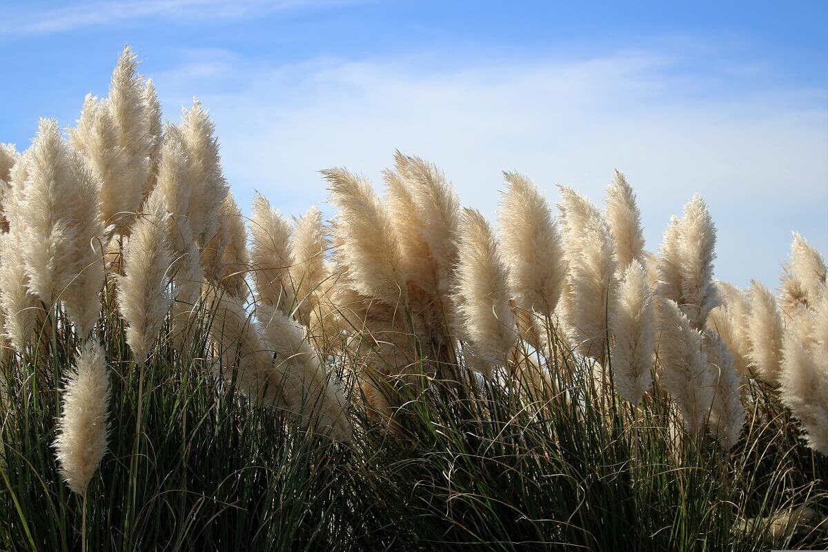 coltivare la Cortaderia
