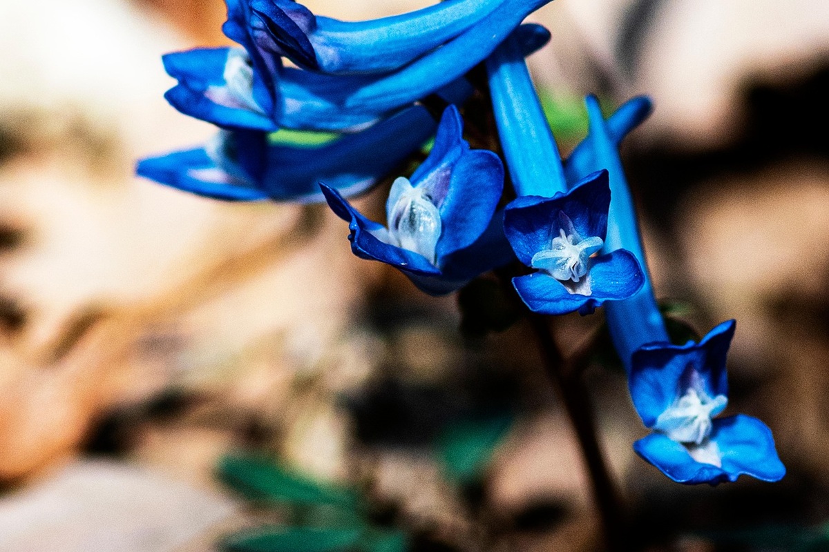 coltivare la Corydalis