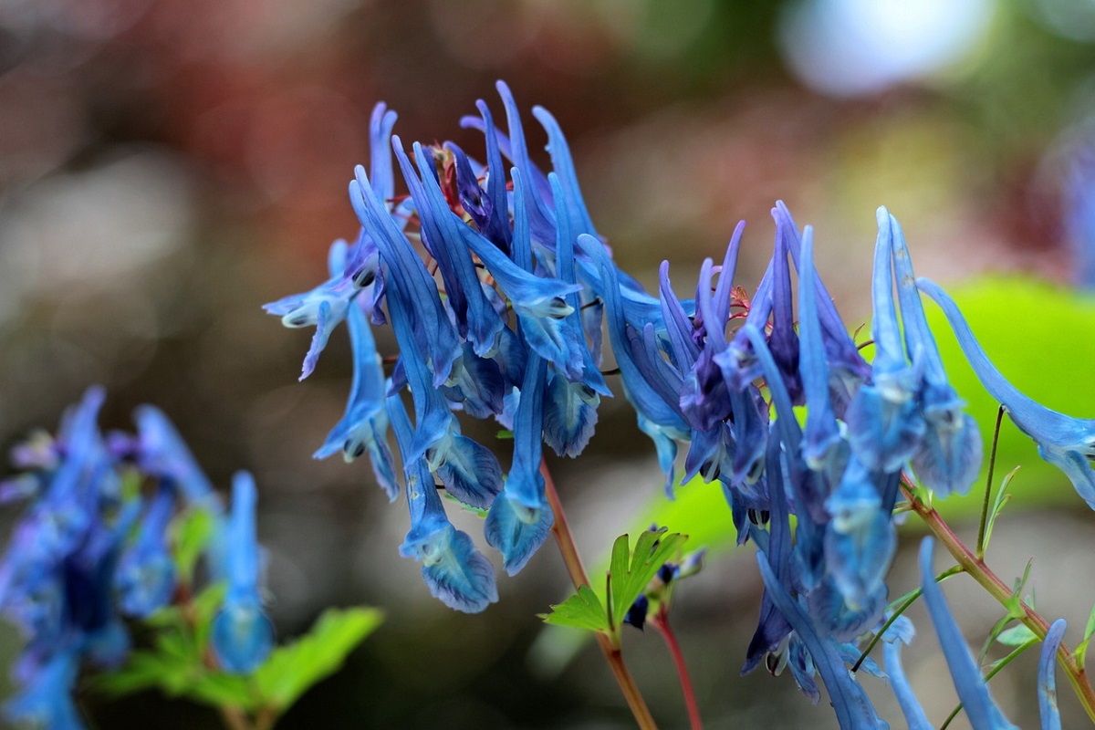 coltivare la Corydalis flexuosa