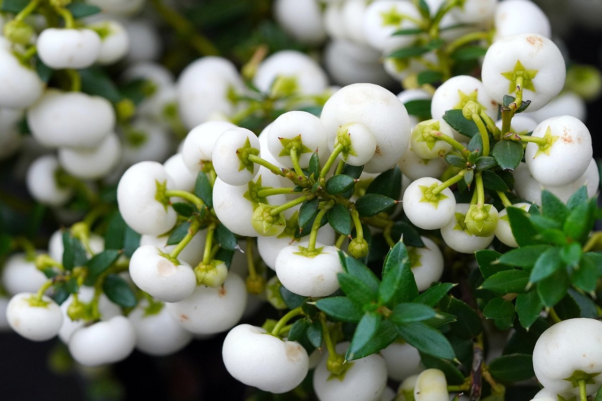 coltivare la Gaultheria
