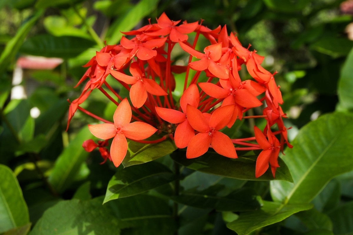 coltivare la Ixora