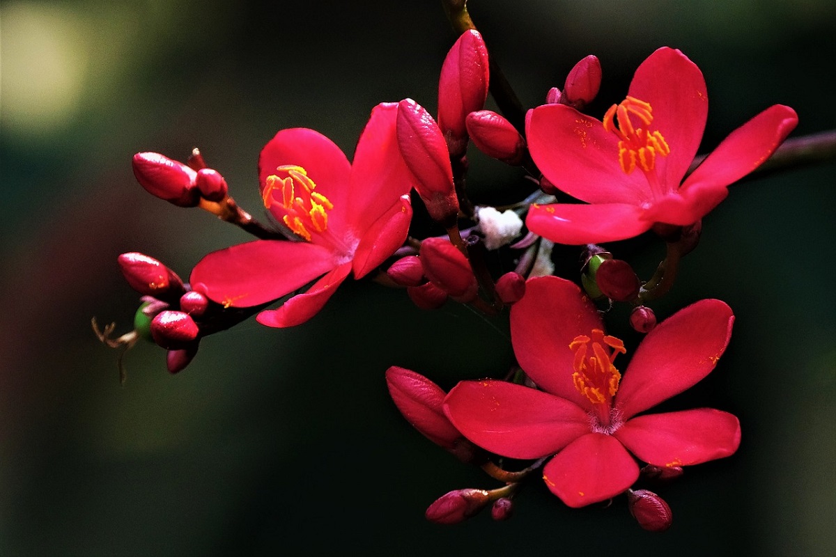 coltivare la Jatropha