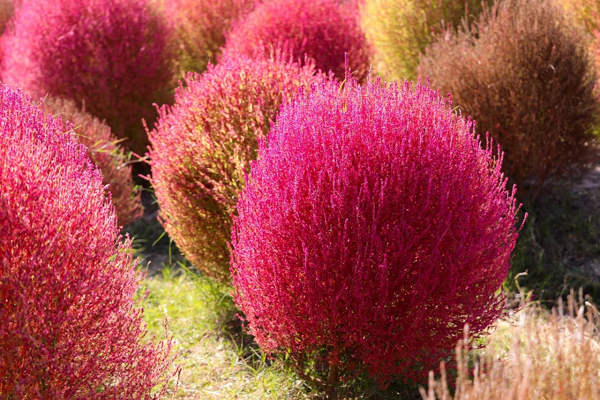 coltivare la Kochia