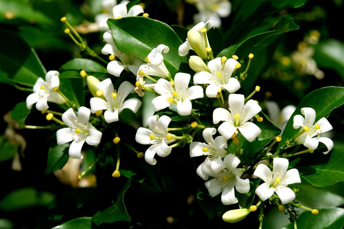 coltivare la Murraya