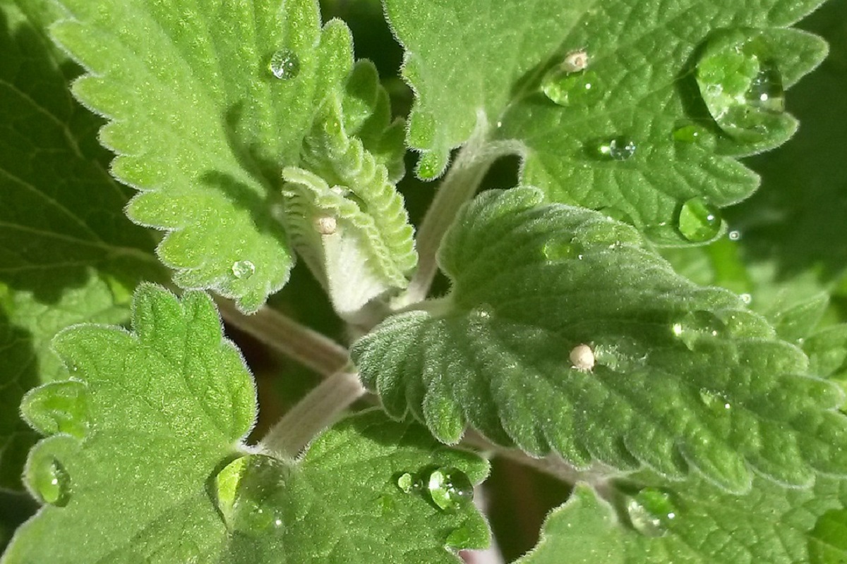 coltivare la Nepeta cataria