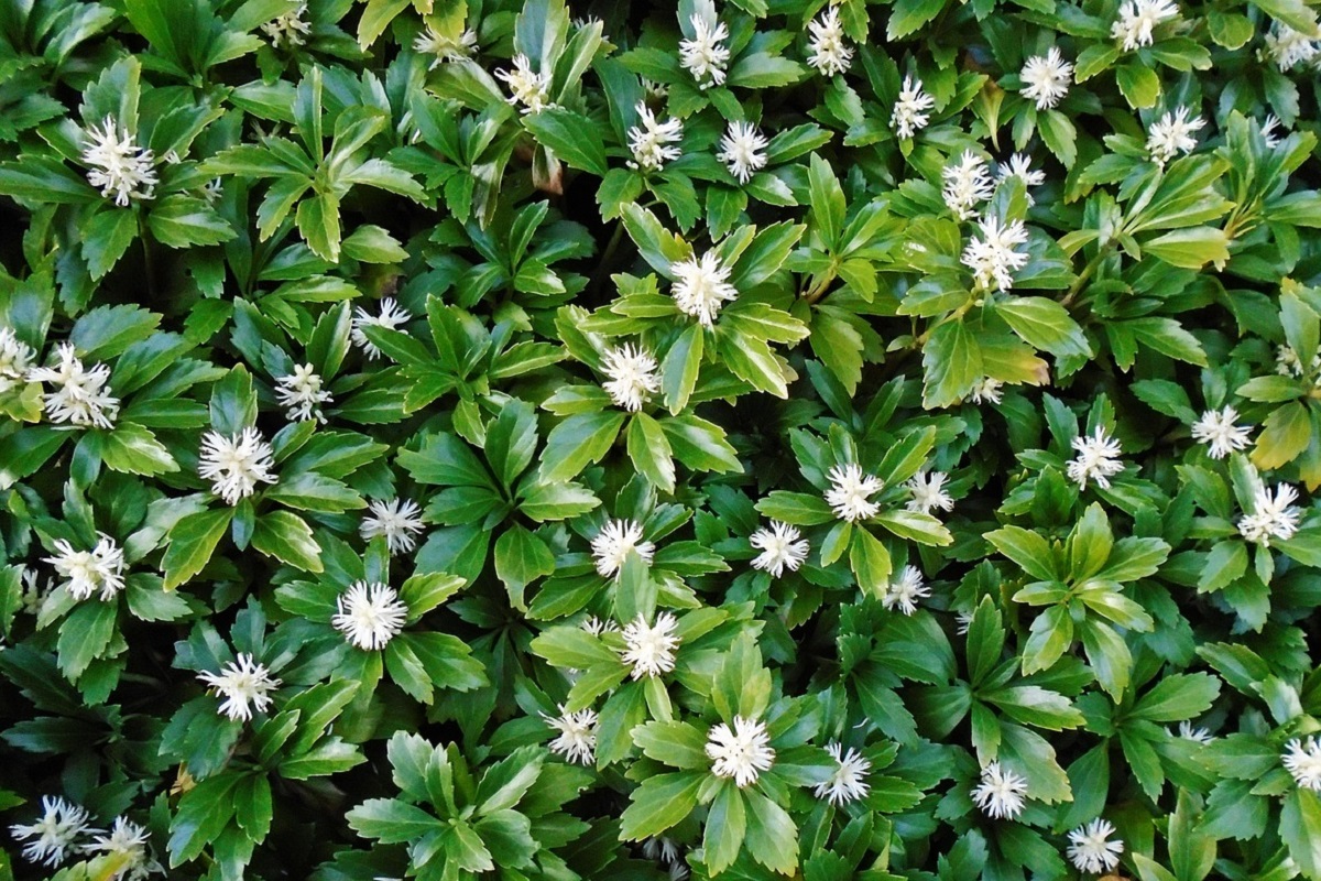 coltivare la Pachysandra