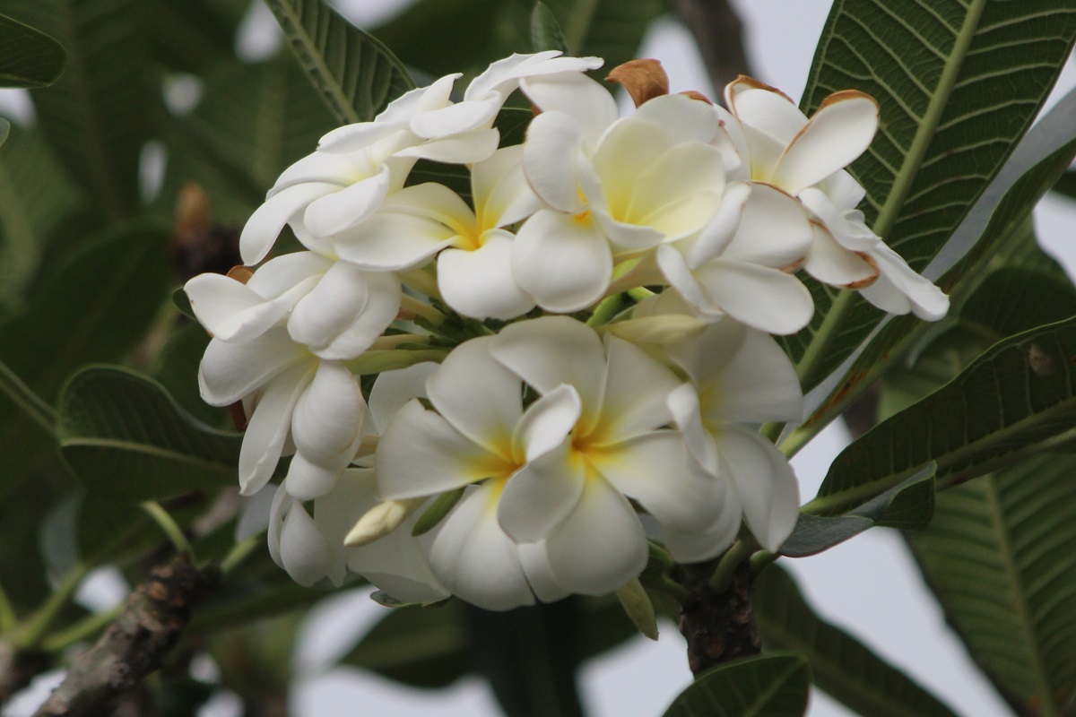 coltivare la Plumeria