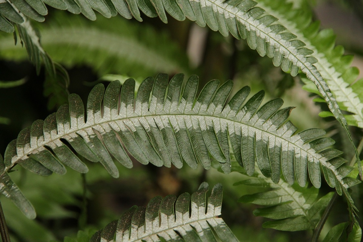 coltivare la Pteris