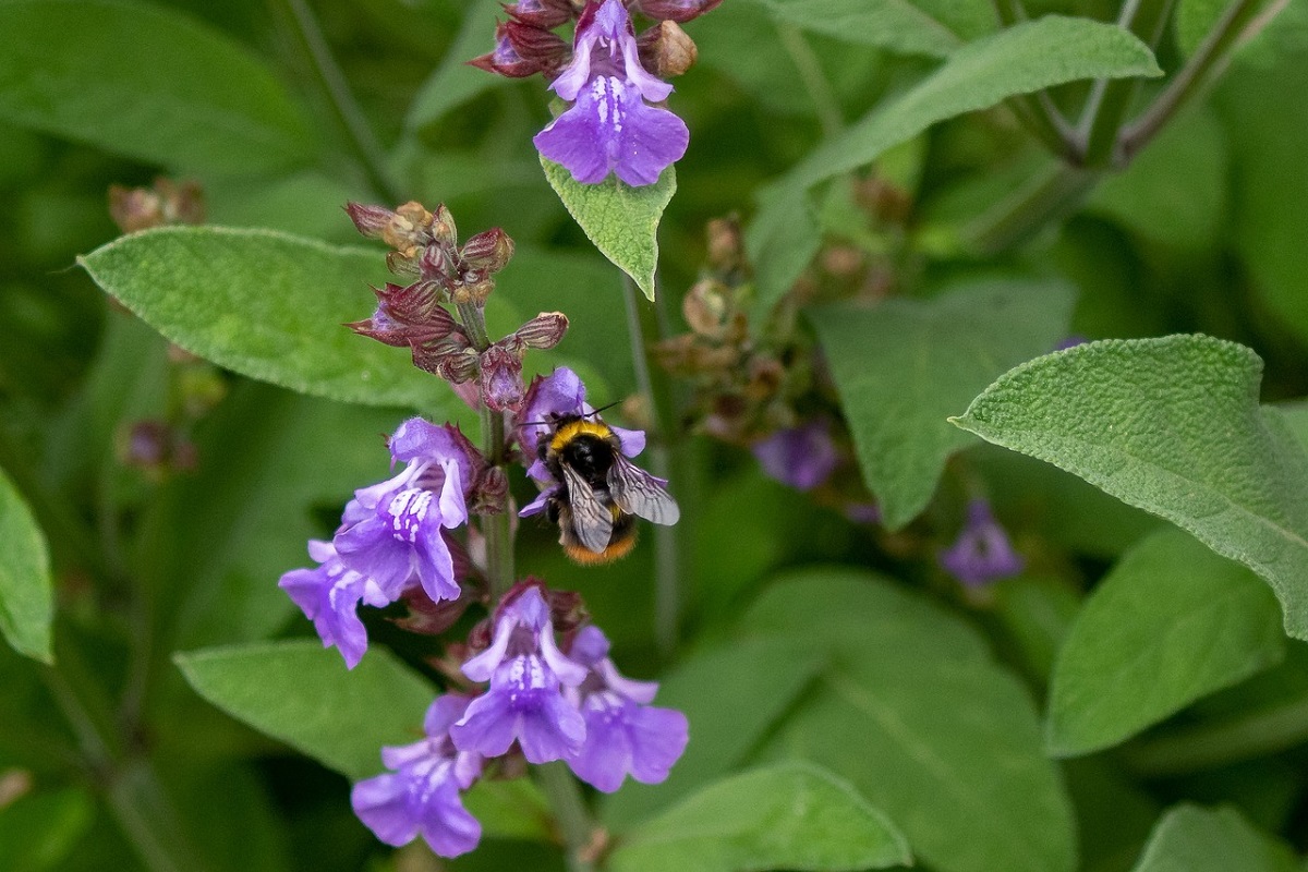 coltivare la Salvia in vaso