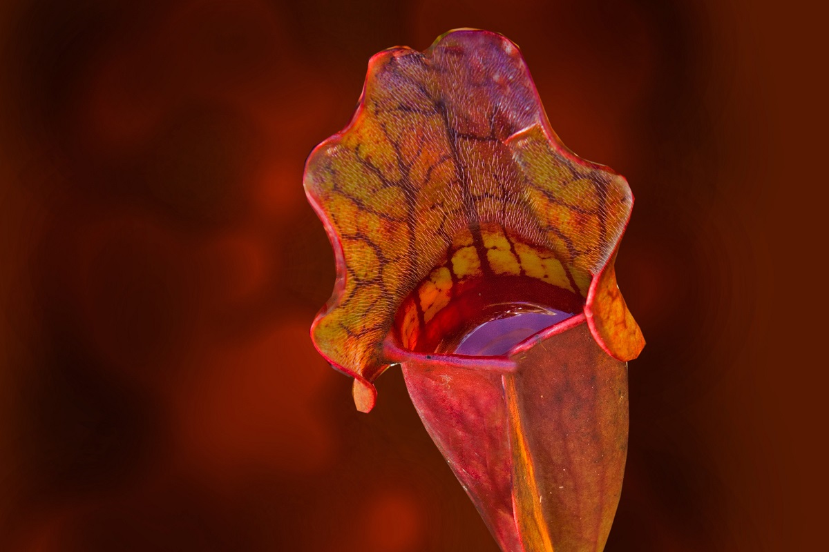 coltivare la Sarracenia