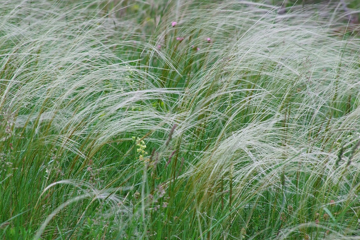 coltivare la Stipa