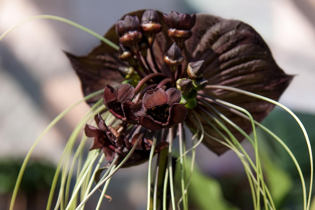 coltivare la Tacca chantrieri