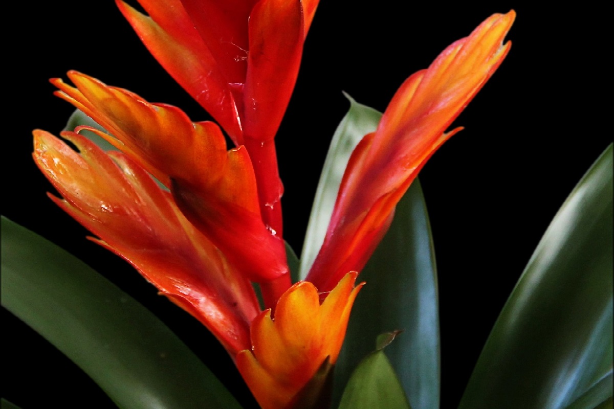 coltivare la Vriesea