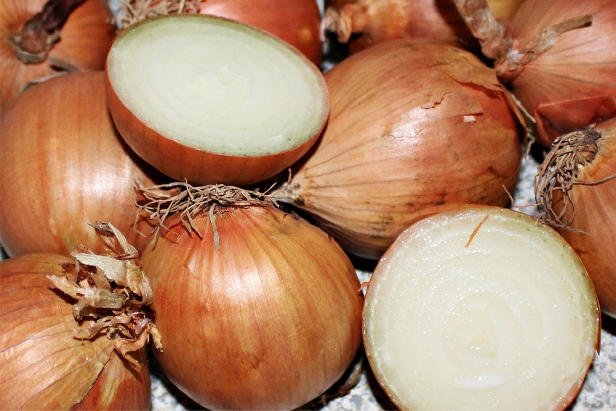 coltivare la Cipolla dorata