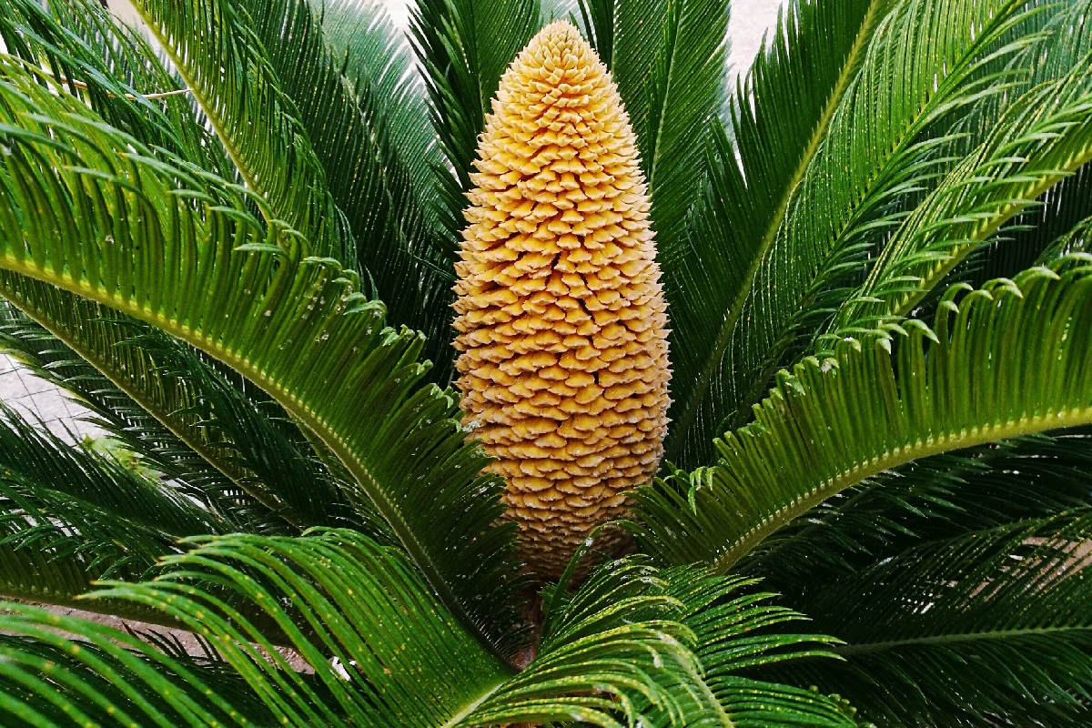 coltivare la Cycas