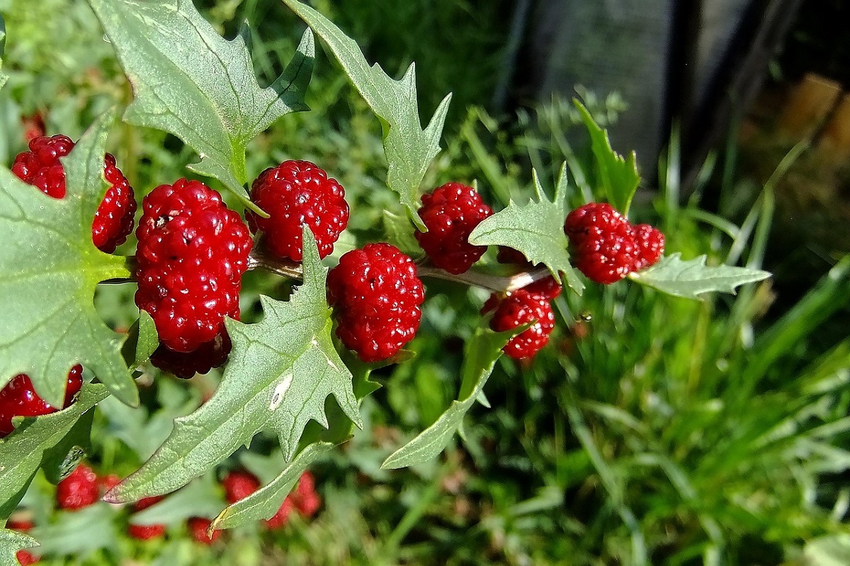 coltivare lo Spinacio Fragola