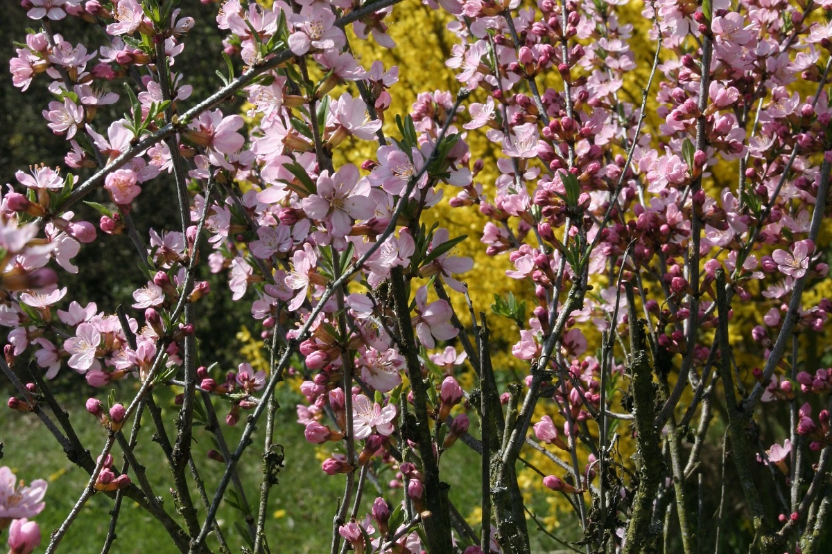 coltivare un Abeliophyllum