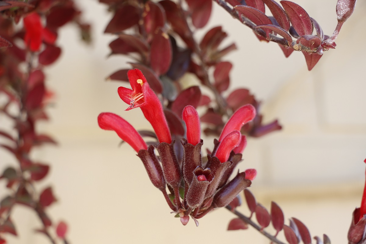 coltivare un Aeschynanthus