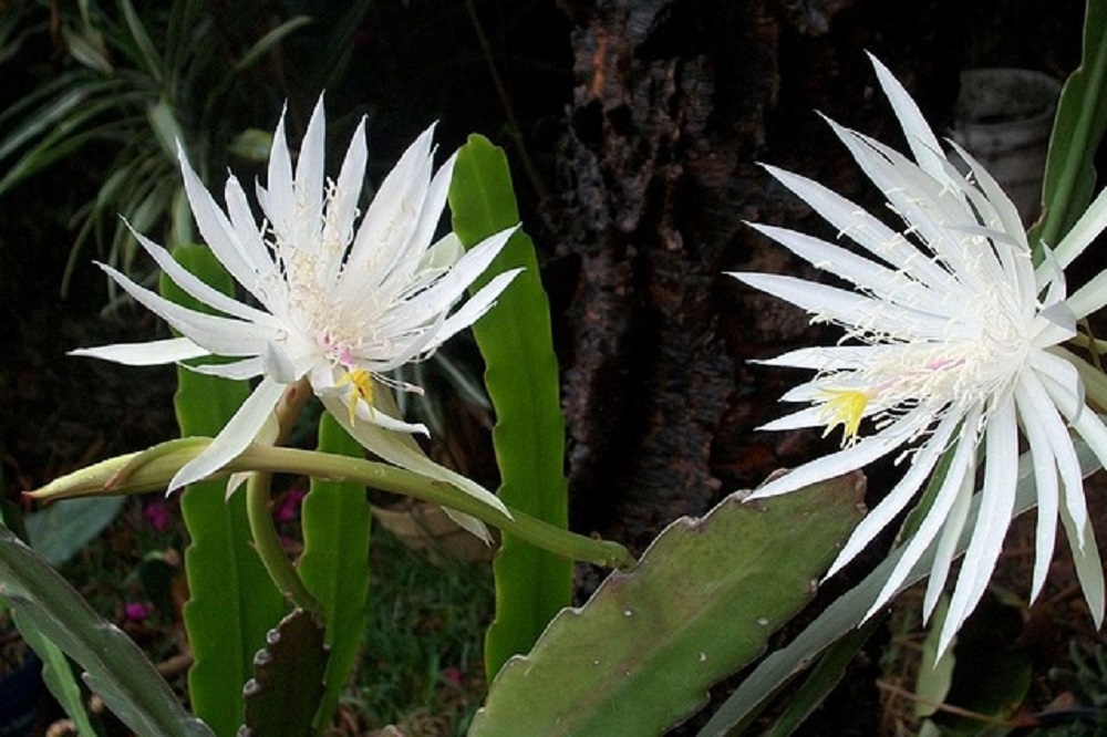 coltivare un Epiphyllum