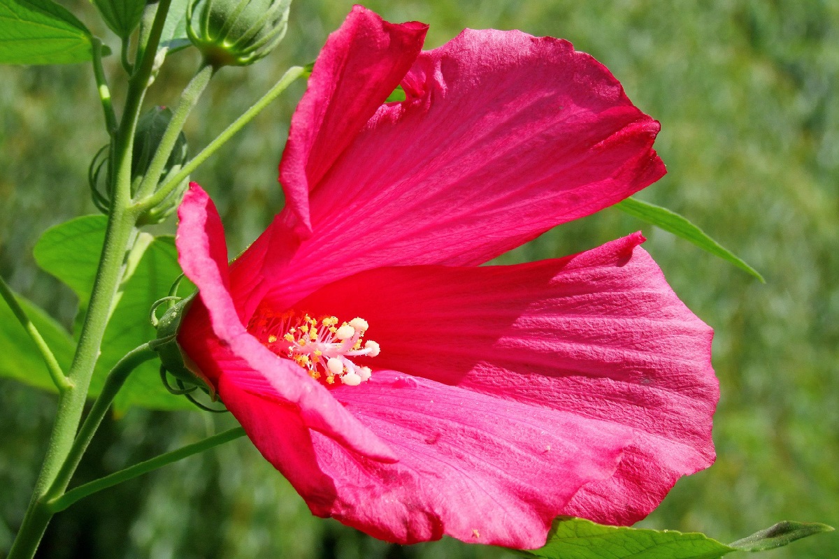 coltivare un Hibiscus moscheutos