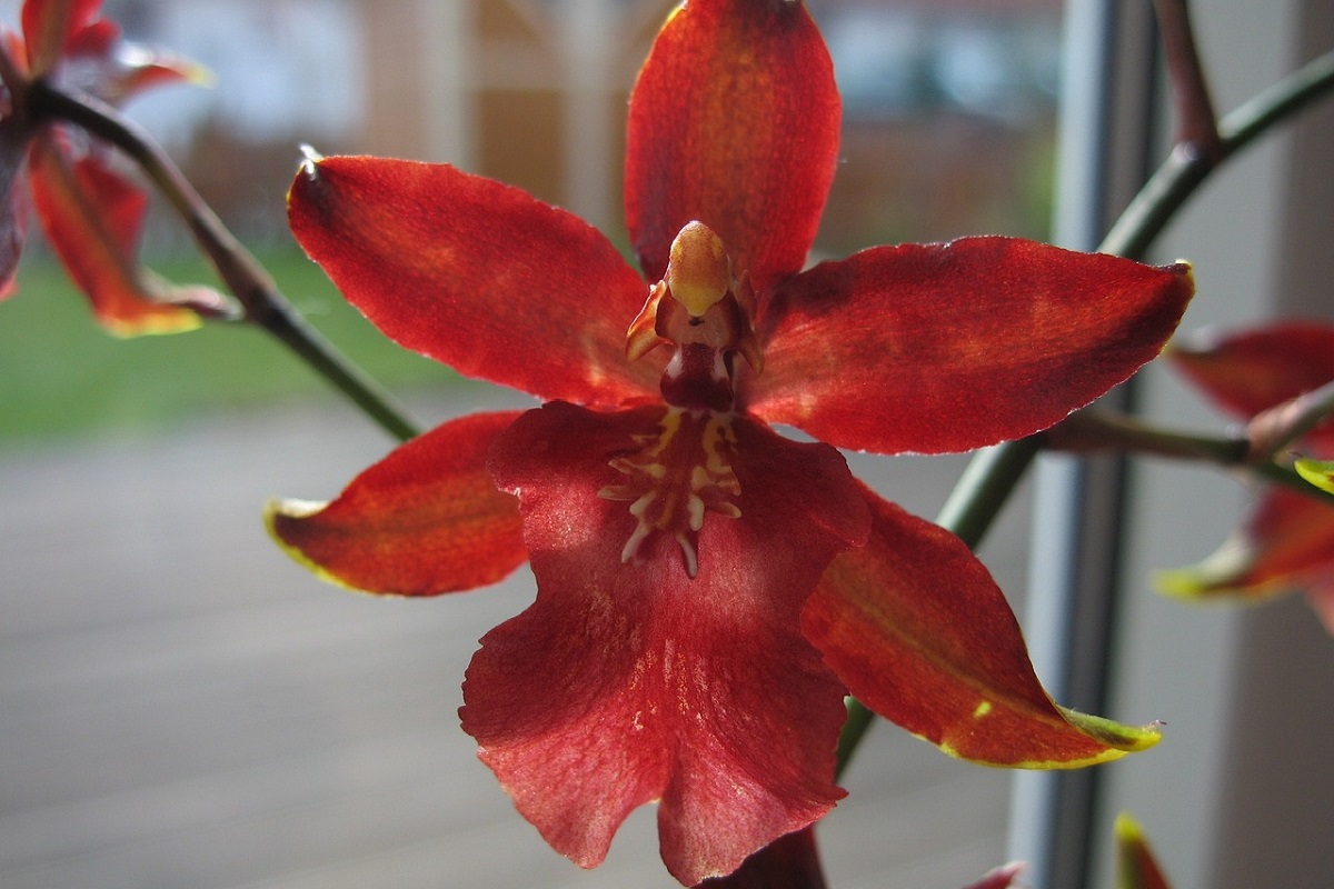 coltivare un Odontoglossum