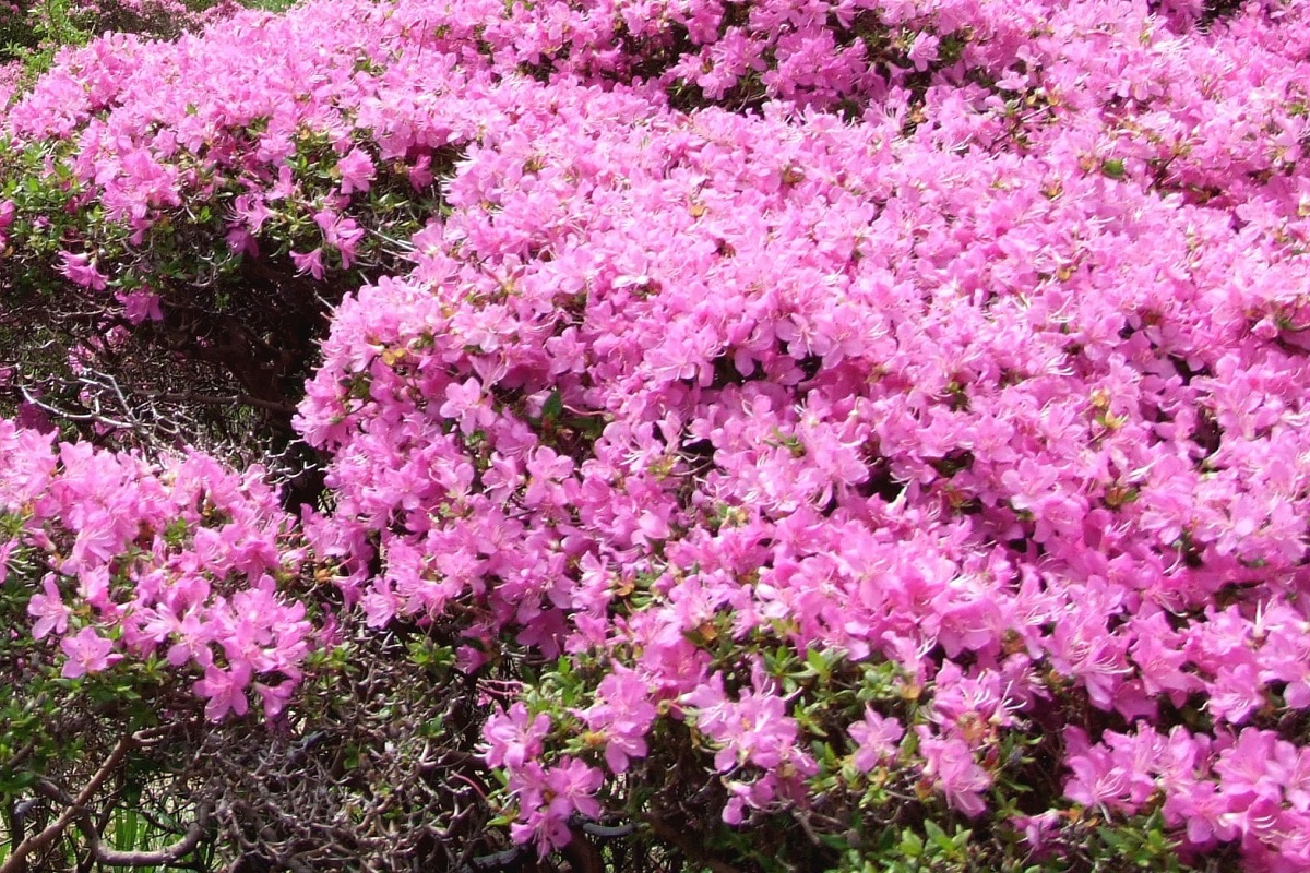 coltivare la Azalea mollis