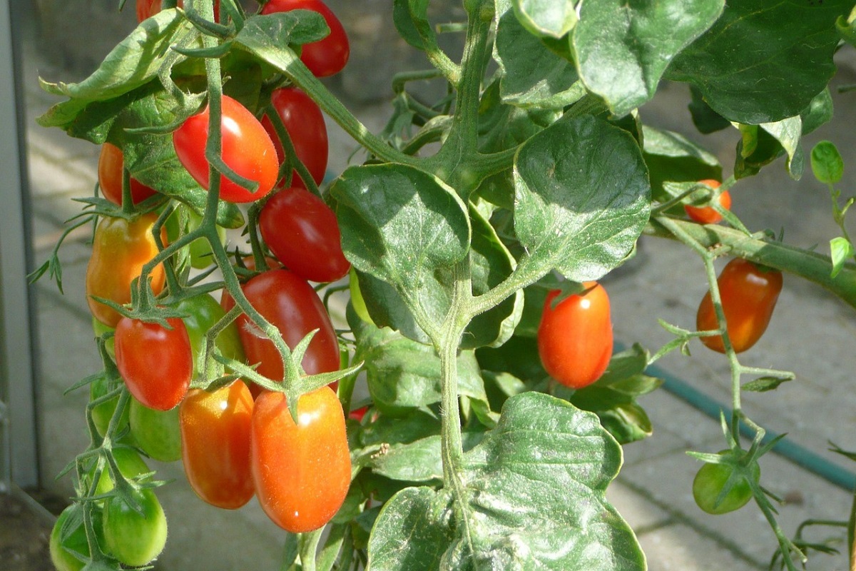 curare i Pomodori
