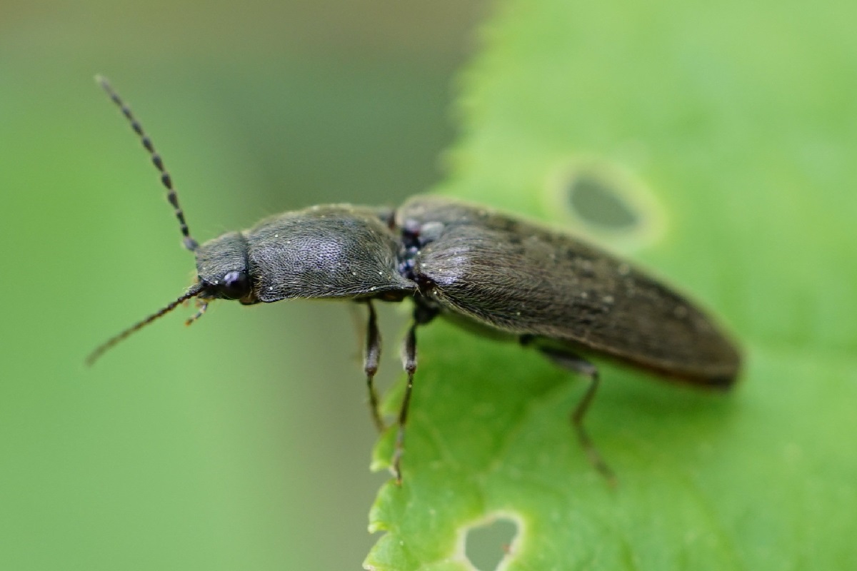 eliminare gli Elateridi