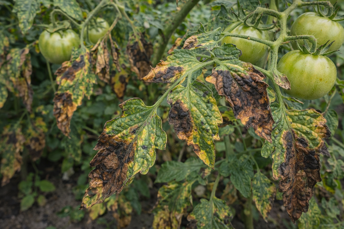 eliminare la Alternaria