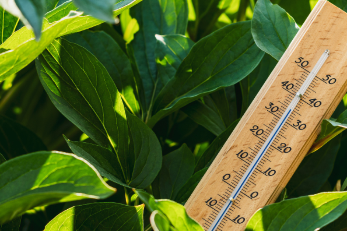 Cómo proteger tus plantas del estrés climático