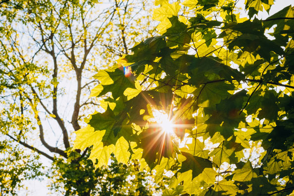 Gardening Tips for Late Summer