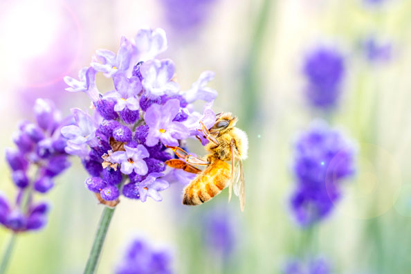 How to Create a Bee Friendly Garden