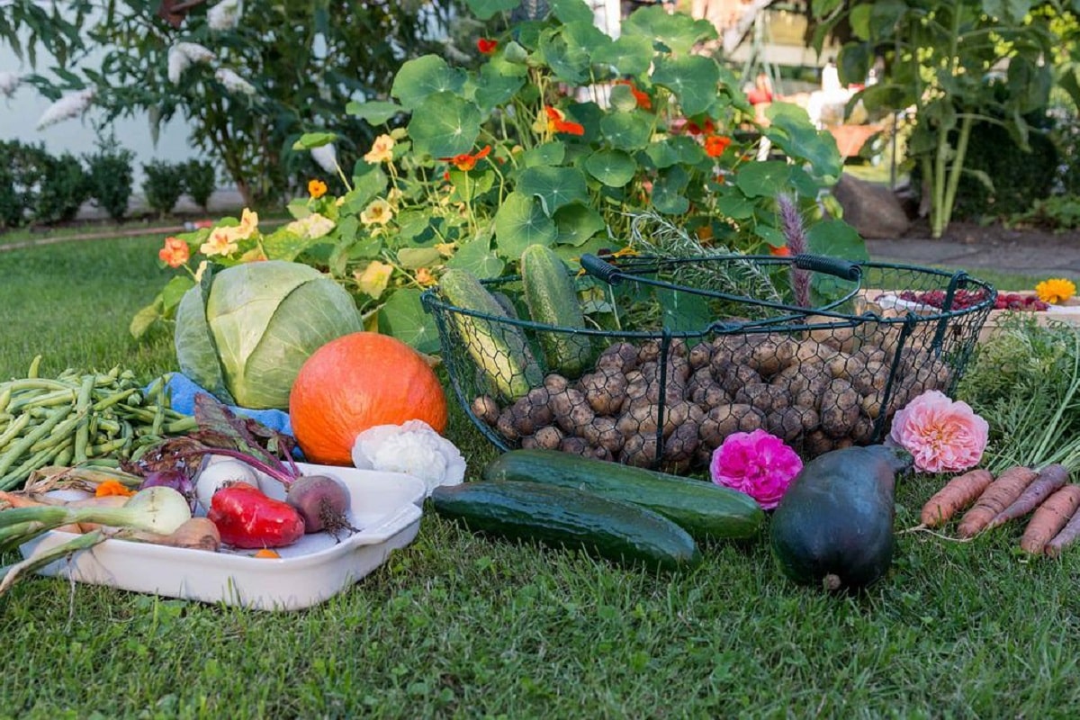 10 vegetables to grow in autumn