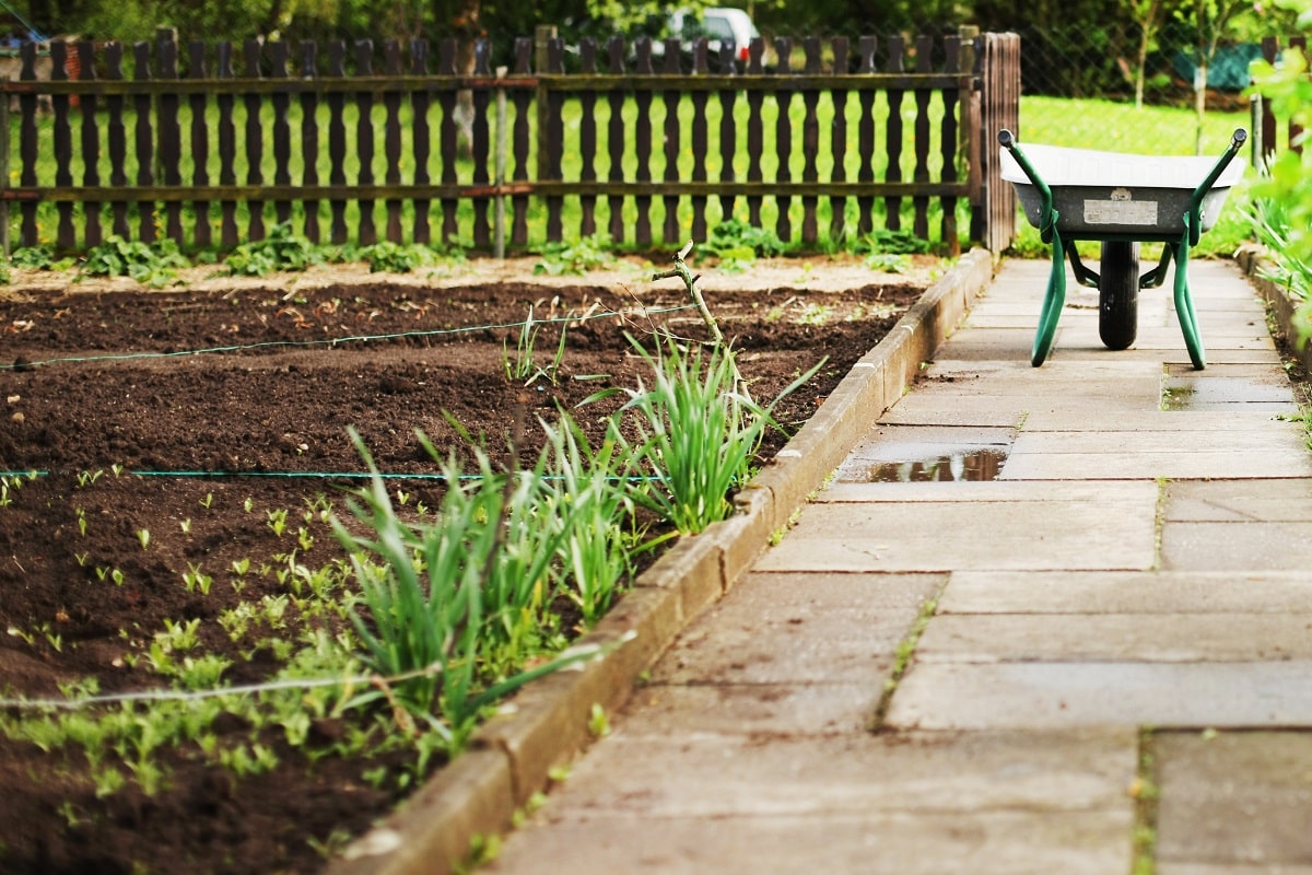 8 vegetables to sow in spring: ideas and inspiration for a modern vegetable garden