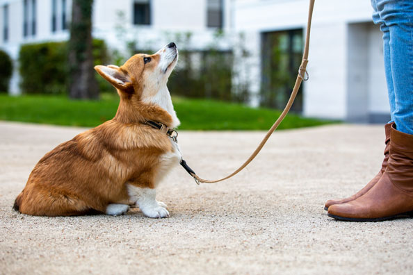Our Top Pet Training Products for Your Home