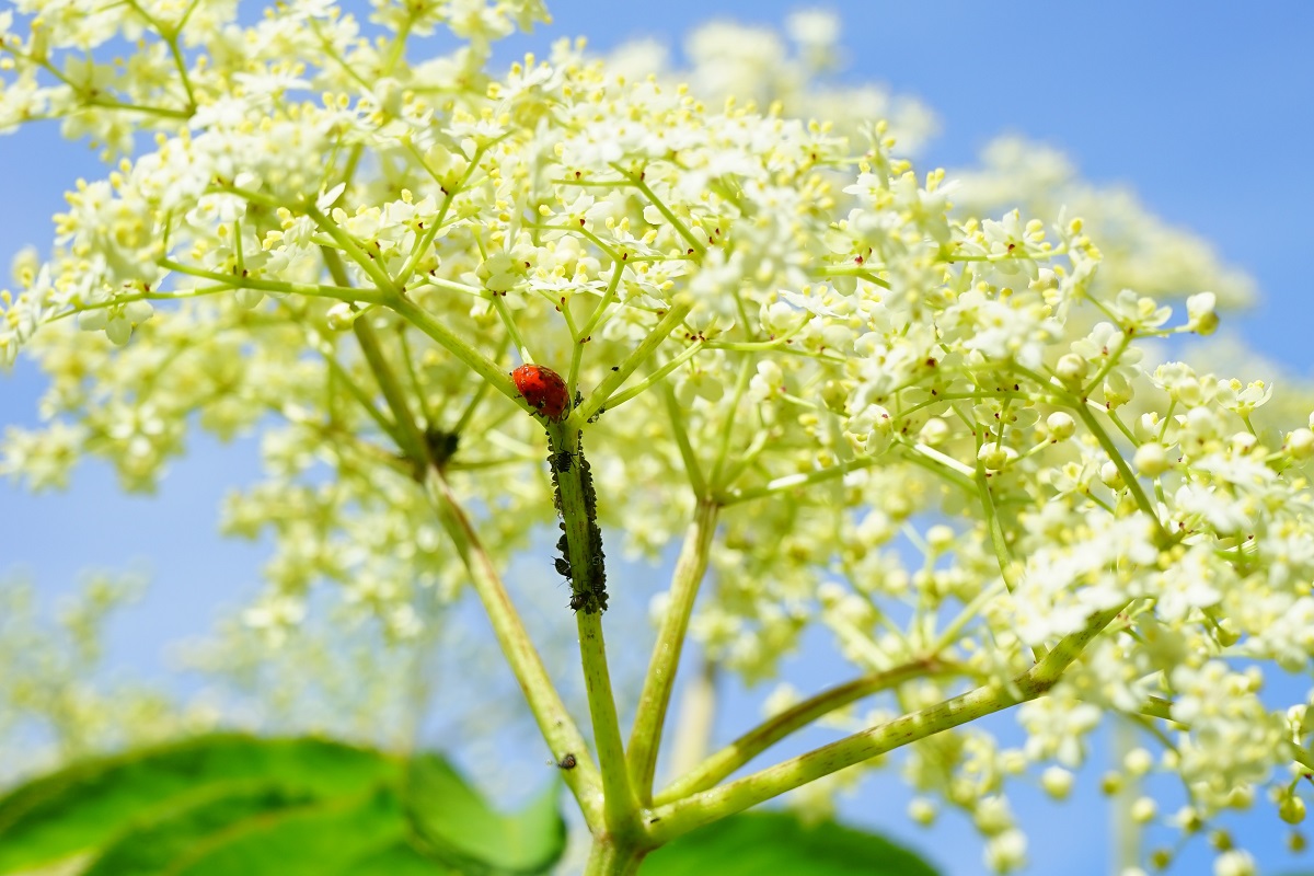 parassiti in un orto