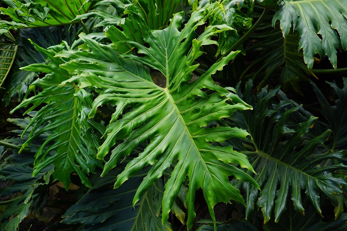 Philodendron bipinnatifidum