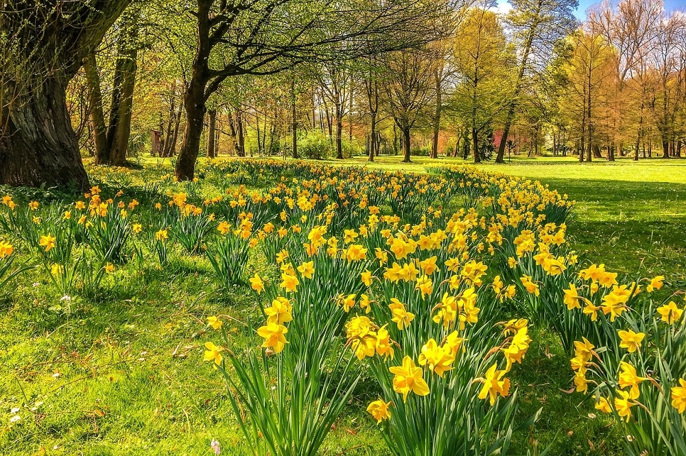 When and How to Plant Daffodils: It's Time for Autumn Bulbs