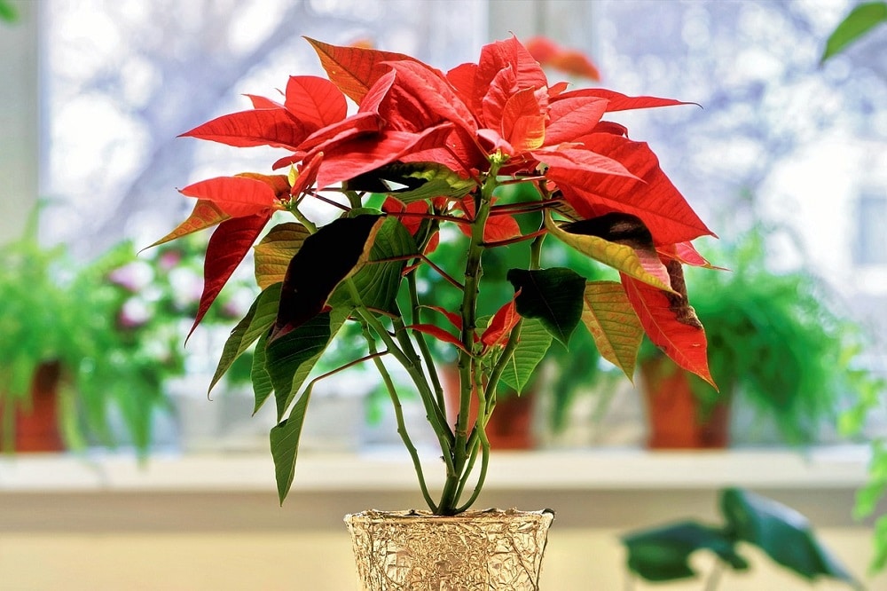 HOW TO CARE FOR HOUSE PLANTS IN WINTER