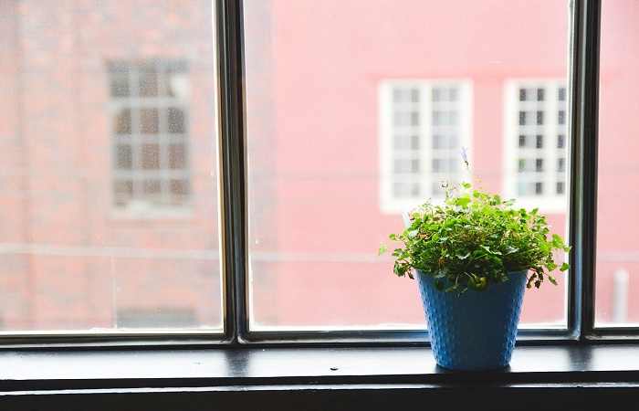 Growing Plants Indoors: 7 Useful Tips