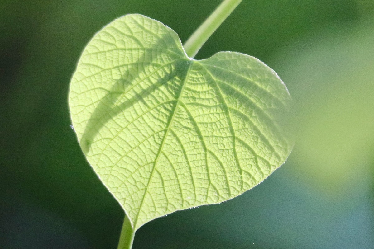 Piante a forma di cuore