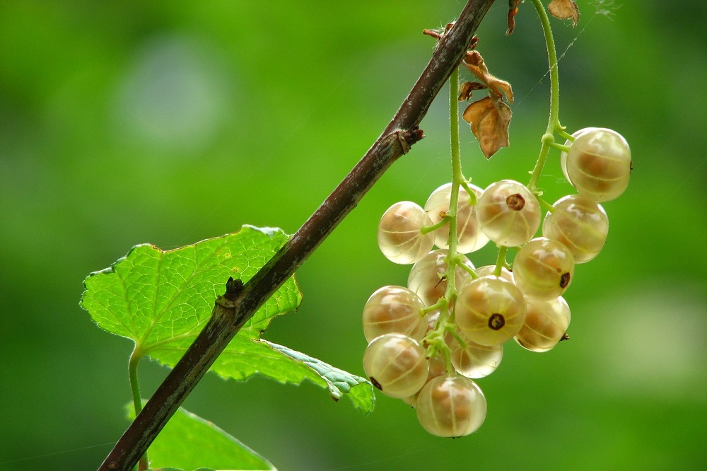 Piante da frutto in vaso