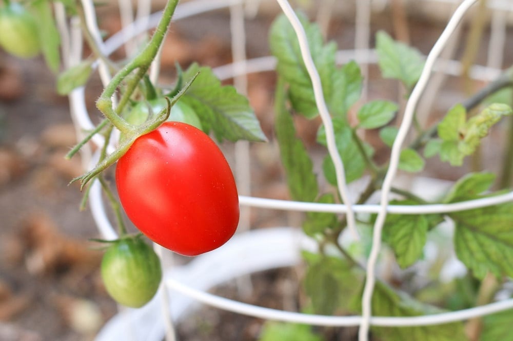 Growing Tomatoes in Pots