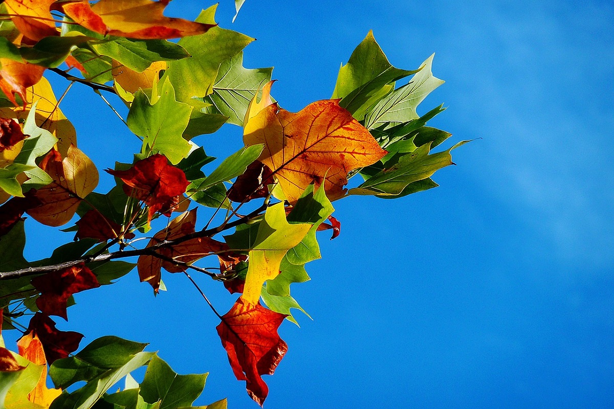 potatura autunnale