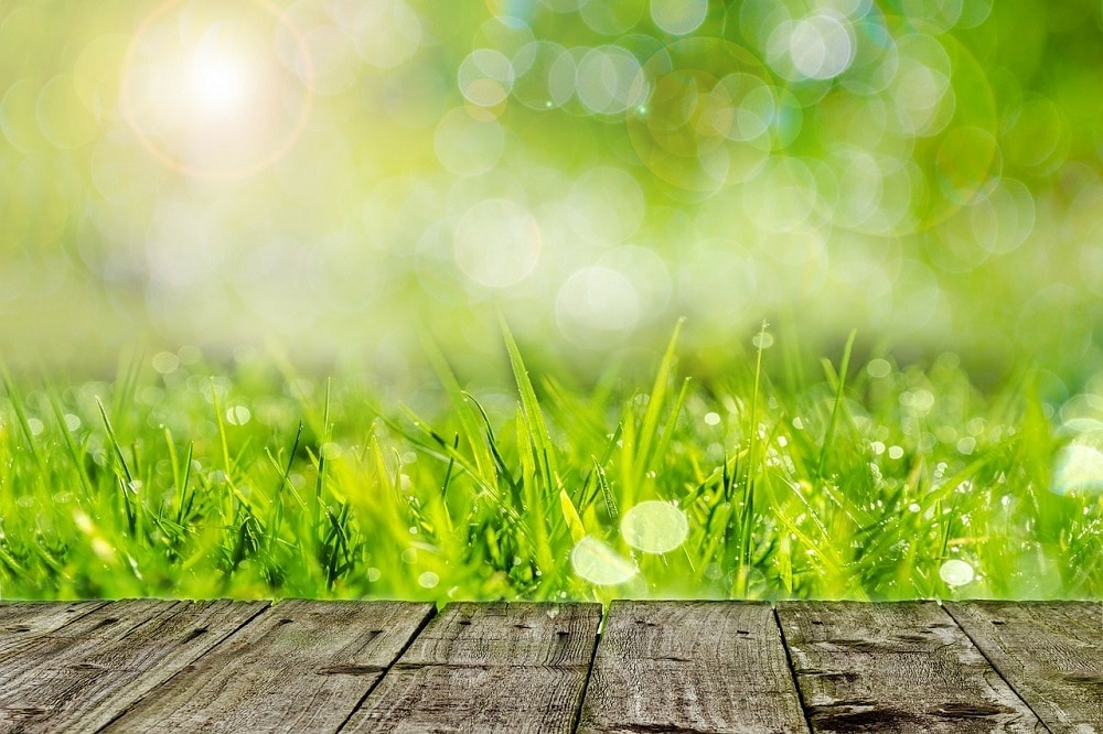 Lawn in Summer: Maintenance Tips