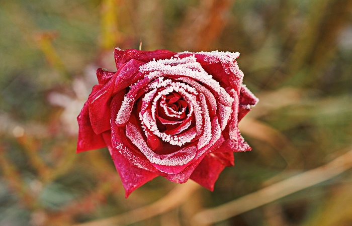 How to Care for Roses in Winter